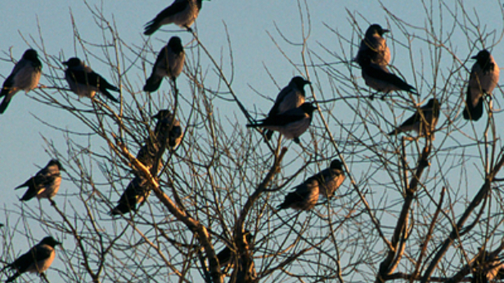 Над Киевом кружит огромная стая воронья. В Сети гадают над предвестником беды