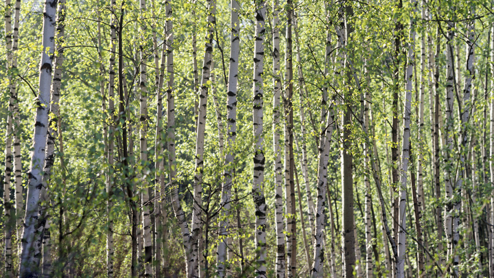 Время плакать и чихать: 11 мая концентрация пыльцы в Самаре станет предельно опасной