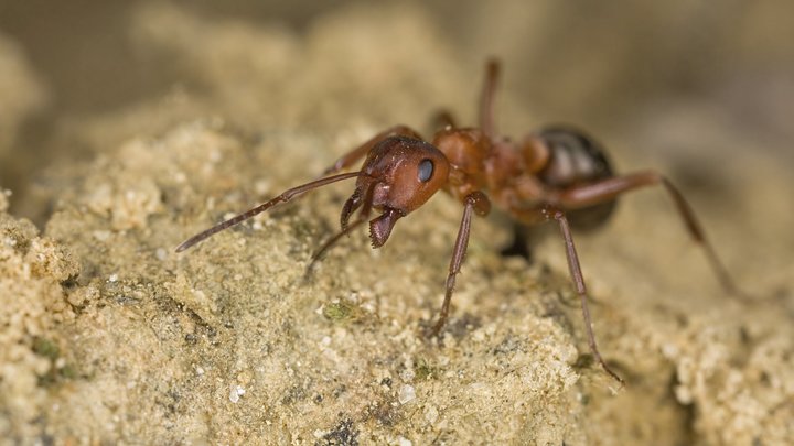 Как избавиться от муравьёв в квартире: Домохозяйка подсказала приятно пахнущий способ