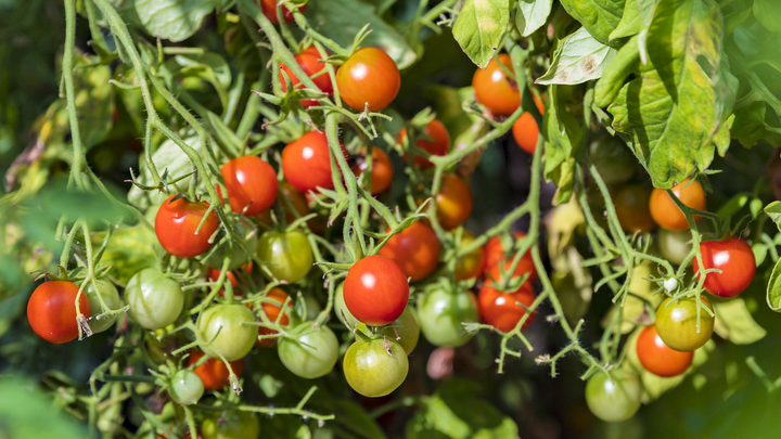 В новой теплице под Воскресенском будут выращивать 10 тонн помидоров в год
