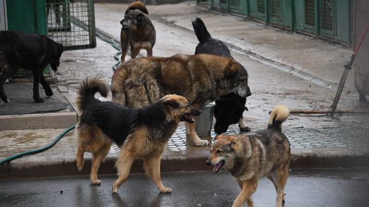 Сочинские парламентарии предлагают изменить закон о животных после смерти юной шахматистки