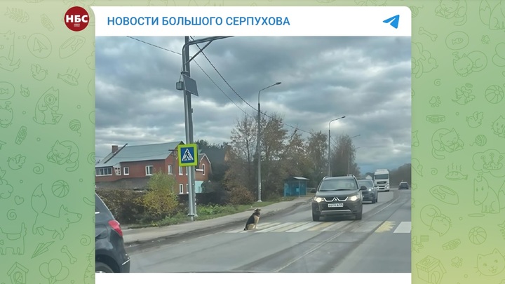 Хатико вторую неделю сидит у пешеходного перехода в Серпухове