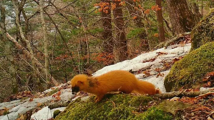 Похититель душ попал в ловушку: в Приморье сняли на фото редкого зверька