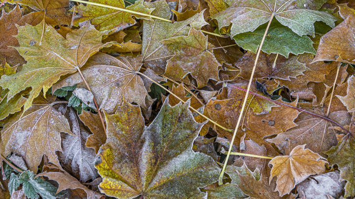 Погода в Санкт-Петербурге на 6 сентября 2022: дожди и заморозки