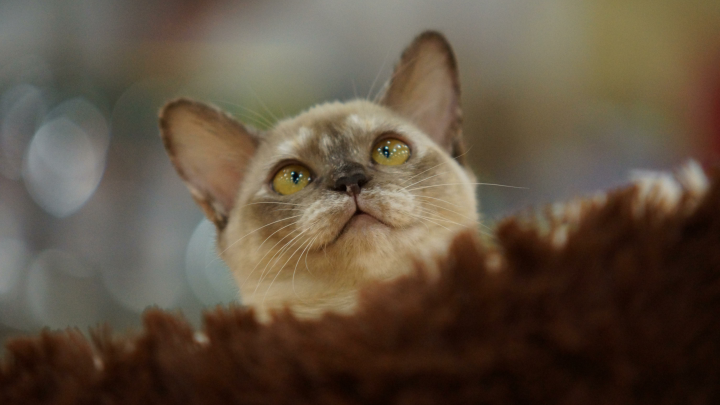 Как помочь с адаптацией животному, взятому из приюта через Моспитомца