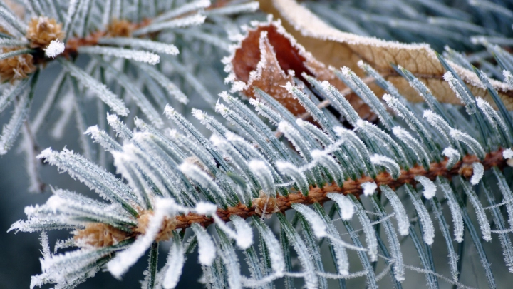 В Москве ударят резкие морозы