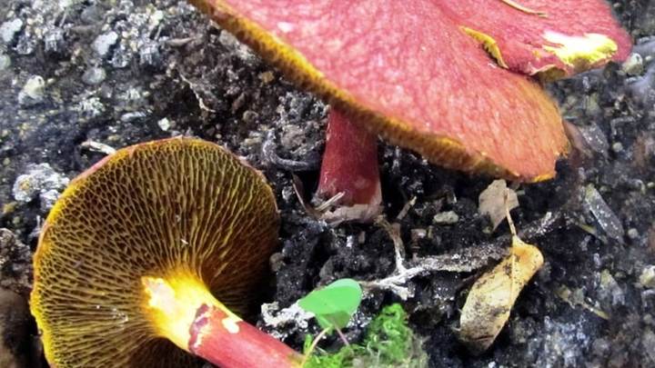 На Таганае вырос один из 10 самых редких грибов на планете