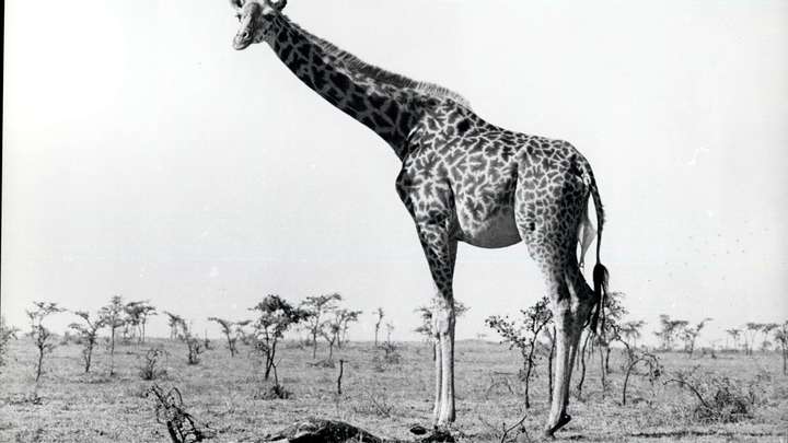 В мире остался только один белый жираф: Браконьеры убили маму с детёнышем