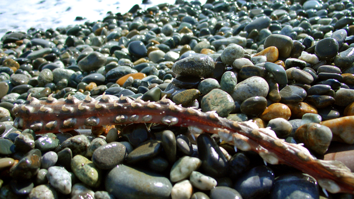 В Сочи на пляже рядом с линией прибоя обнаружено тело мужчины