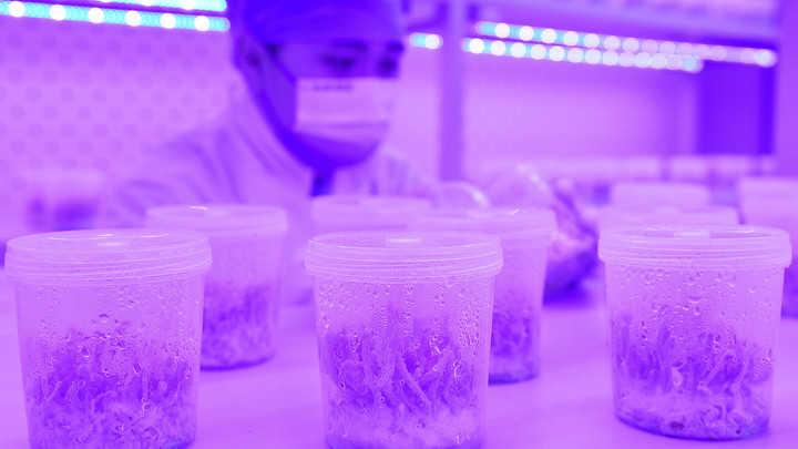 Зомбирующие людей грибы - это реальность? Ученые бьют тревогу