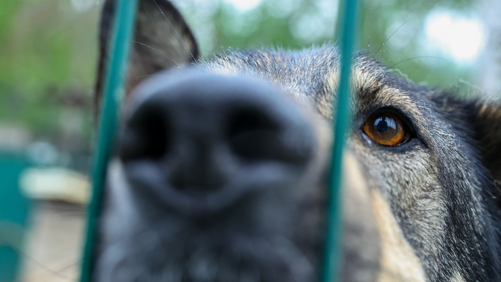 Власти Апшеронского района выплатят 50 тысяч рублей семье мальчика, покусанного дворнягой