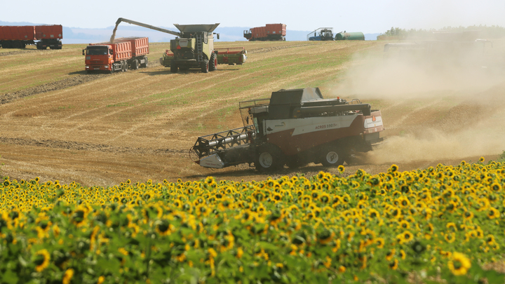 Россия инициировала создание зерновой биржи БРИКС. Запад может потерять важный рынок