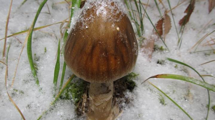 Жители Челябинской области собирают грибы под снегом