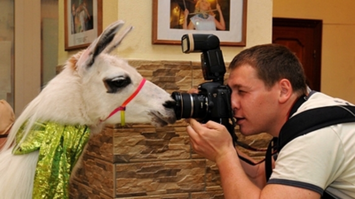 Лама из зоопарка Новосибирска плюнула в посетительницу и попала на видео Лама из зоопарка Новосибирска плюнула в посетительницу и попала на видео