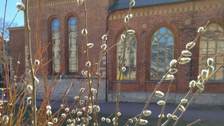 Вербная неделя в 2024 году: что можно и нельзя делать