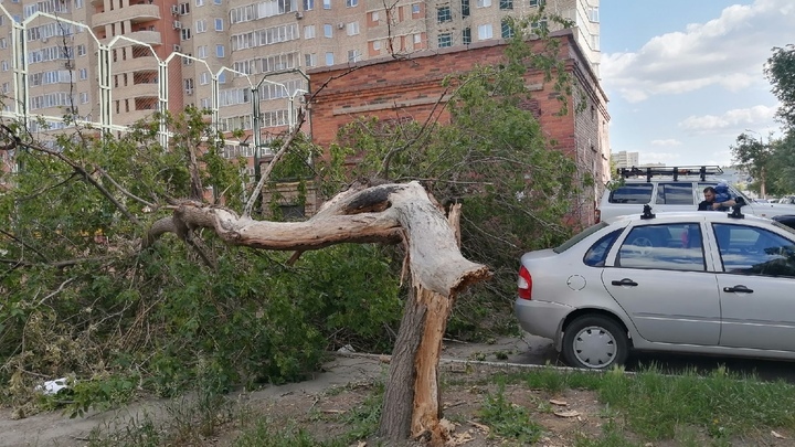 В Челябинске дерево раздавило дорогую иномарку