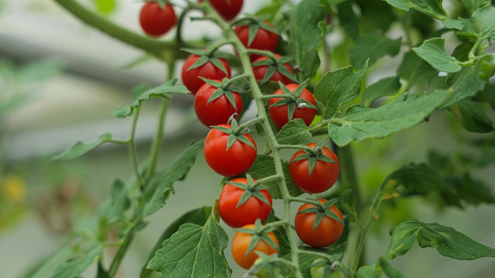 Выращивание помидоров в 2025 году: рассада, как ухаживать и когда высаживать томаты