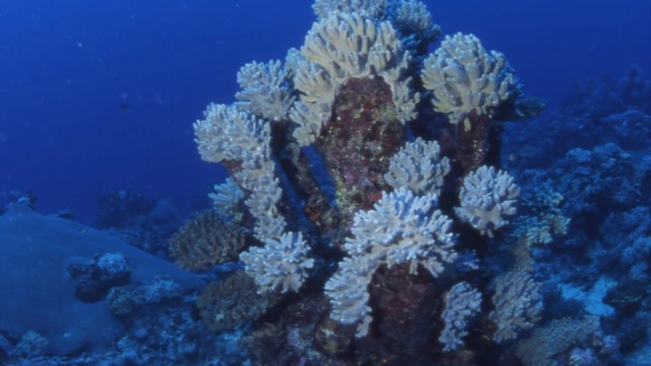 Безумное нечто обнаружили ученые на огромной глубине в океане