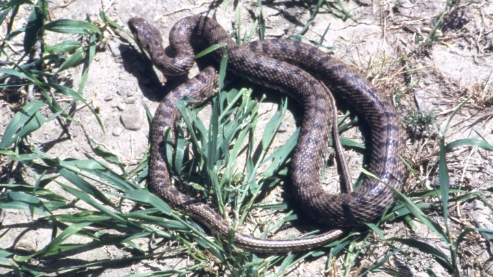 Турист из Тамбова впал в кому и умер на Бали после укуса ядовитой змеи