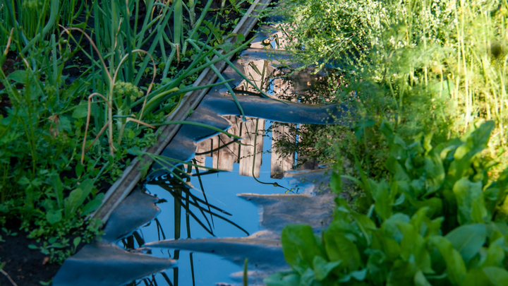 Лунный посевной календарь на 30 июля 2023: что сажать сегодня, советы садоводам и огородникам