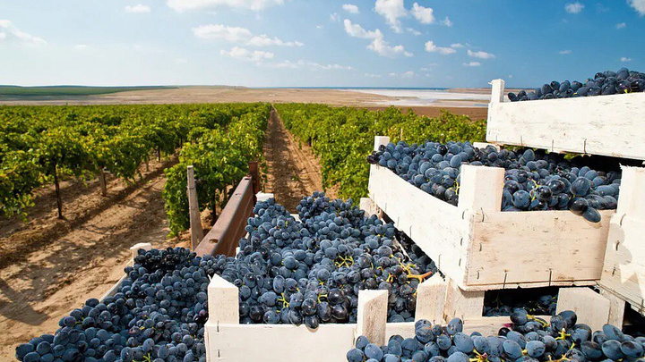 Супруга совладельца Океанрыбфлот получила долю винодельческий фирмы в Крымском районе