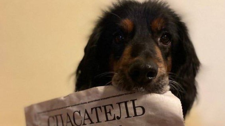 Новосибирские спасатели проводили на пенсию прослужившего 12 лет пса Семаргла