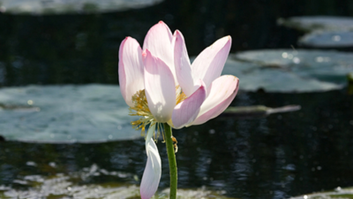 Сериал “Белый лотос” 2 сезон -  дата выхода, сюжет, актёры