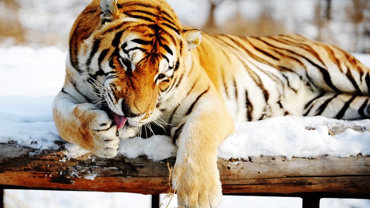 Осторожно, злой тигр! Охоту голодного хищника сорвала... собачья конура