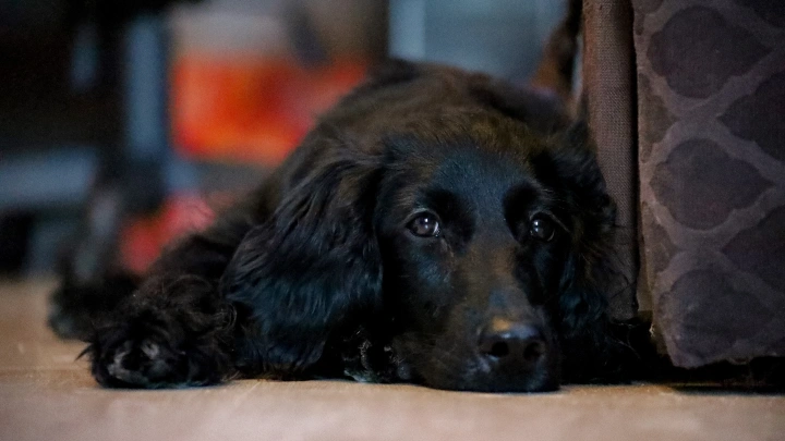 Жители России продают кровь своих питомцев: растёт спрос на животных-доноров