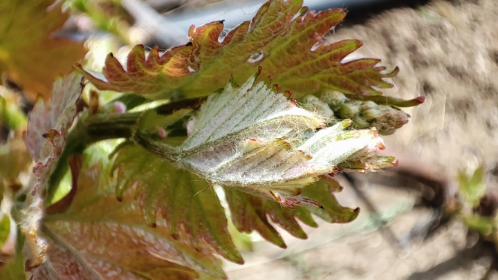 Лунный посевной календарь на 7 июля 2023: что сажать сегодня, советы садоводам и огородникам