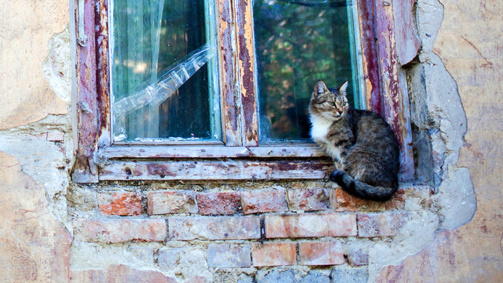 Пронько: Трясти золотую жилу чиновникам помогут братки из 90-х