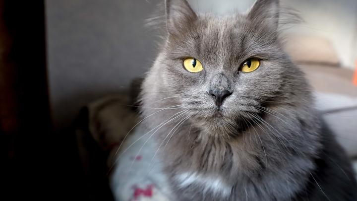 Кошки могут распознавать голоса своих хозяев