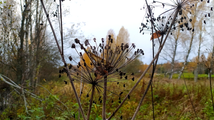 Названы пять территорий Прикамья, где борщевик разросся сильнее всего