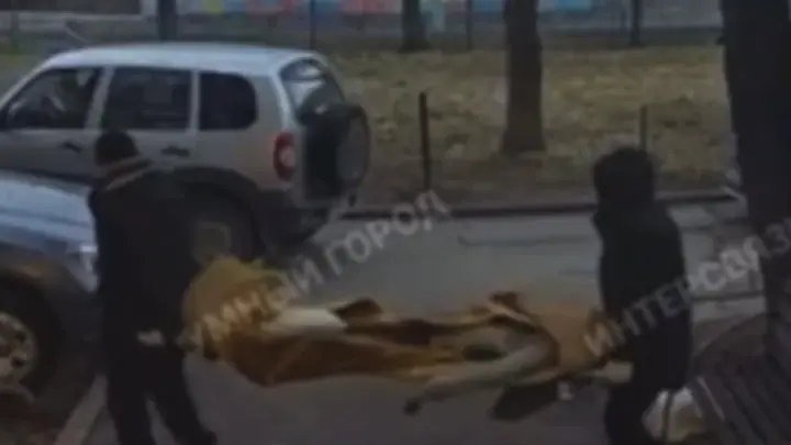 Подозреваемый по делу о теле в ковре задержан в Магнитогорске