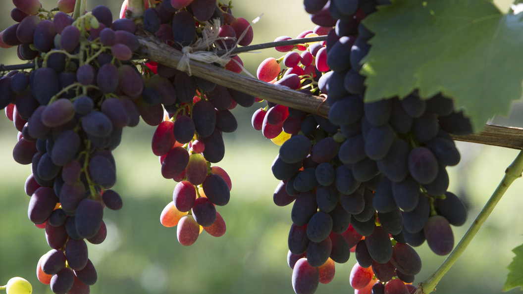 В Подмосковье начинают выращивать виноград в промышленных масштабах