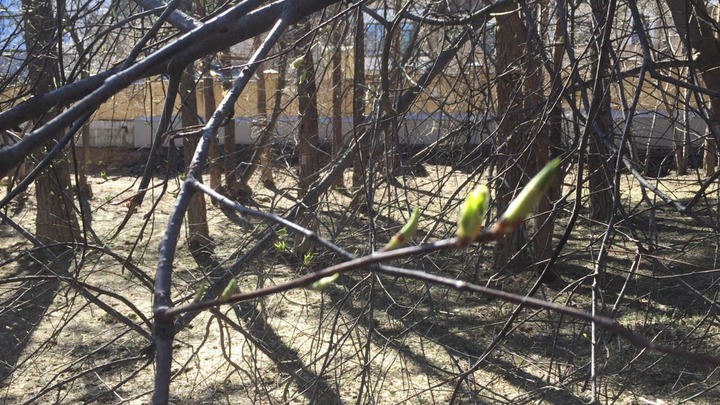 Стало известно, когда на Средний Урал окончательно придет весна