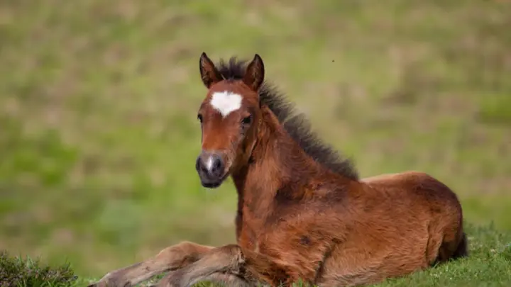 Технология будущего: в России появился на свет первый жеребенок из пробирки