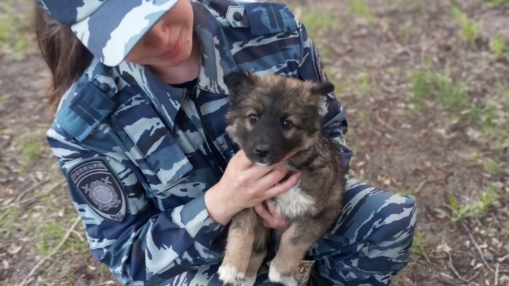 В Новосибирске полицейские ищут хозяев для смышлёного щенка по кличке Муха