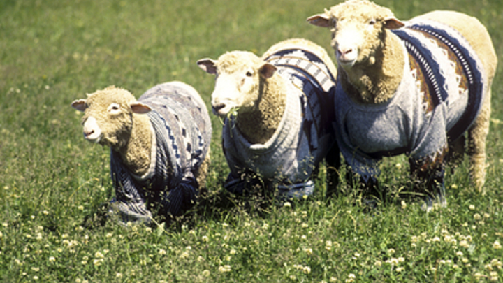 Во Франции патриоты начали создавать поселения для белых французов