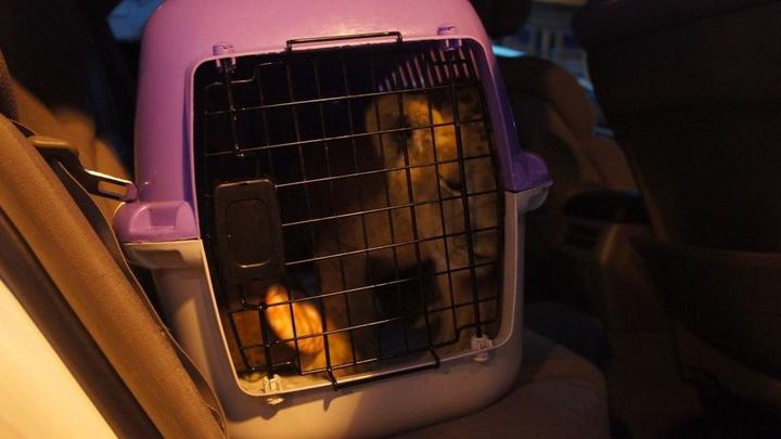 В Сочи мужчина пытался нелегально вывезти львенка Абхазию