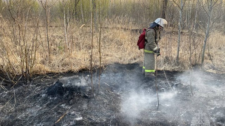 “Явный поджог”: в Тольятти потушили горящий лес