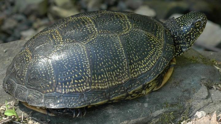 В Сочинском национальном парке спасли редкую болотную черепаху