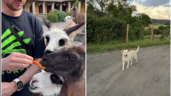 Лазарев в Эквадоре: кормит лам морковкой, за ним всюду следует местная дворняга