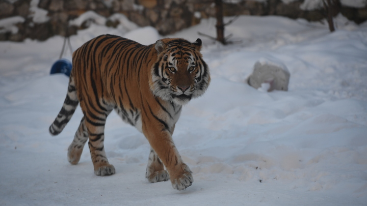 Терроризирует весь район: В Приморье специалисты изучают необычное поведение тигра
