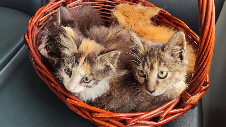 Коты бесплатно, собаки за деньги: Как правильно перевозить домашних животных в автобусах Подмосковья
