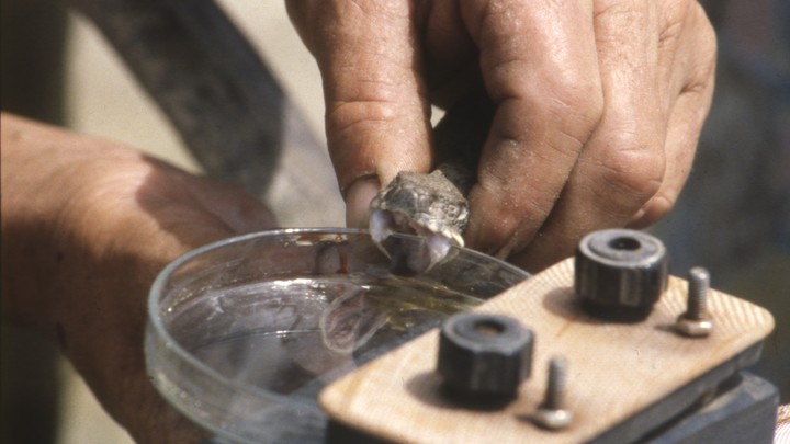 За что пытались убить жену главы ГУР Украины и при чём здесь перемирие с Россией? Отвечают эксперты