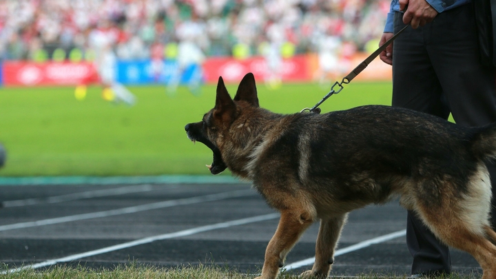 УЕФА взялся за турецких фанатов, оскорбивших украинских футболистов именем Путина УЕФА взялся за турецких фанатов, оскорбивших украинских футболистов именем Путина