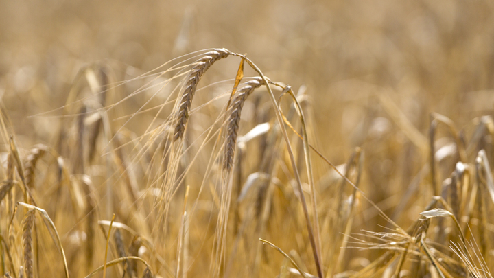 Первый груз: ЛНР отправила в Россию 650 тонн зерна. Руководил лично Пасечник