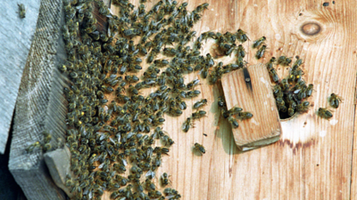 В районе Горячего Ключа перевернулся автомобиль с пчелиными ульями