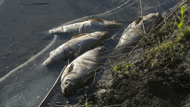 В Муромском районе прокуратура нашла виновных в загрязнении водоема и массовой гибели рыб